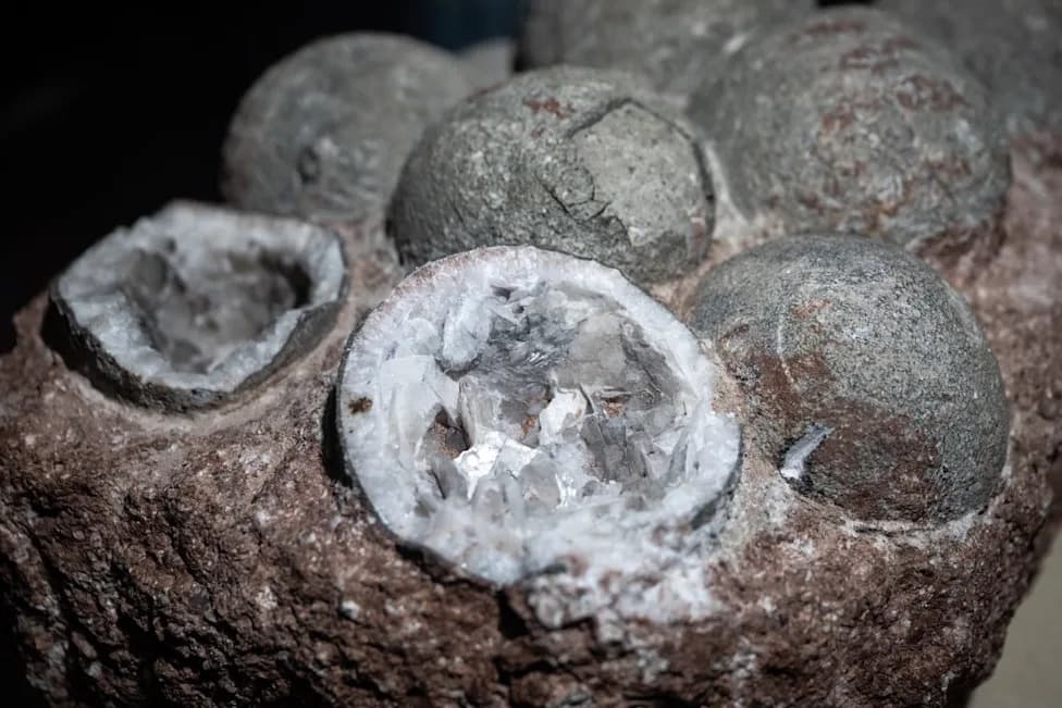 Giant Leathery Egg From Antarctica Hints at Mosasaur Parent — Largest Soft-Shelled Egg Ever Found