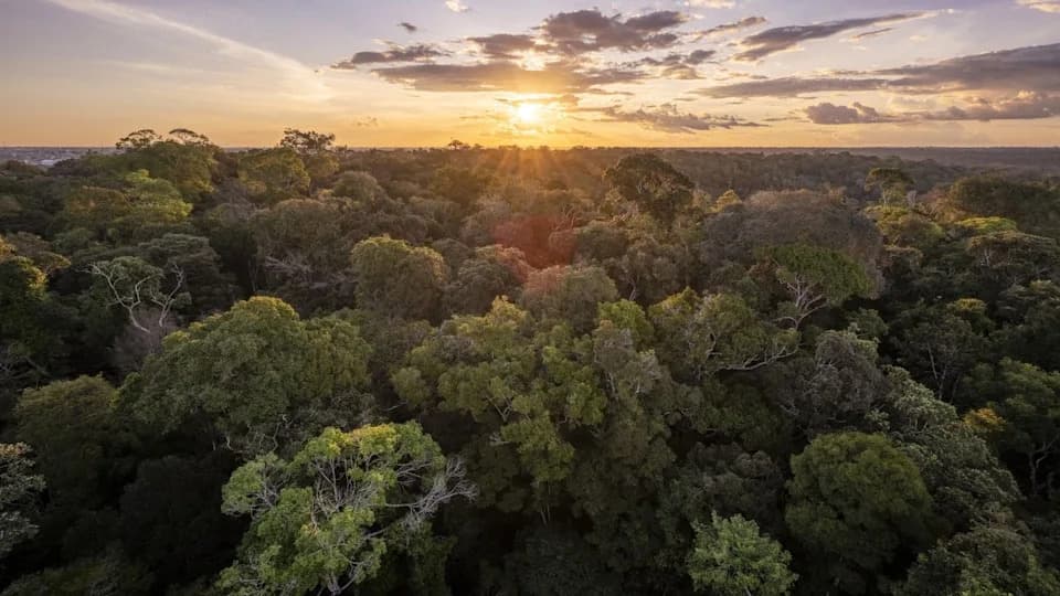 “At Some Point We’re Going To Have To React”: Supercharged El Niño, Crime, and the Amazon’s Tipping Point