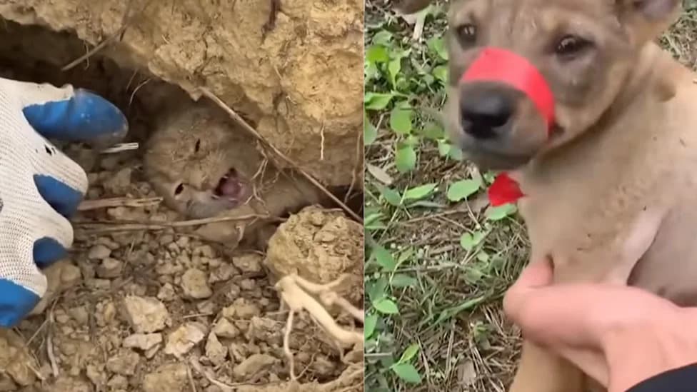 “Cruelty for Clicks”: How Some Viral ‘Rescue’ Videos Put Animals in Danger to Gain Views